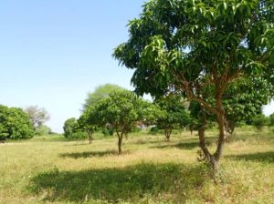Terrain de 1 Hectare en bordure de route vers Thiès