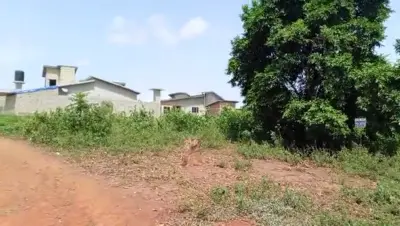Nous mettons en 12 parcelles avec titre foncé dans la commune d'Abomey calavi arrondissement de Hervie quartier alassakomé 
