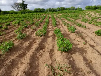 Investissement Vert : 7 590 m² stratégique dans la zone horticole de Tassette