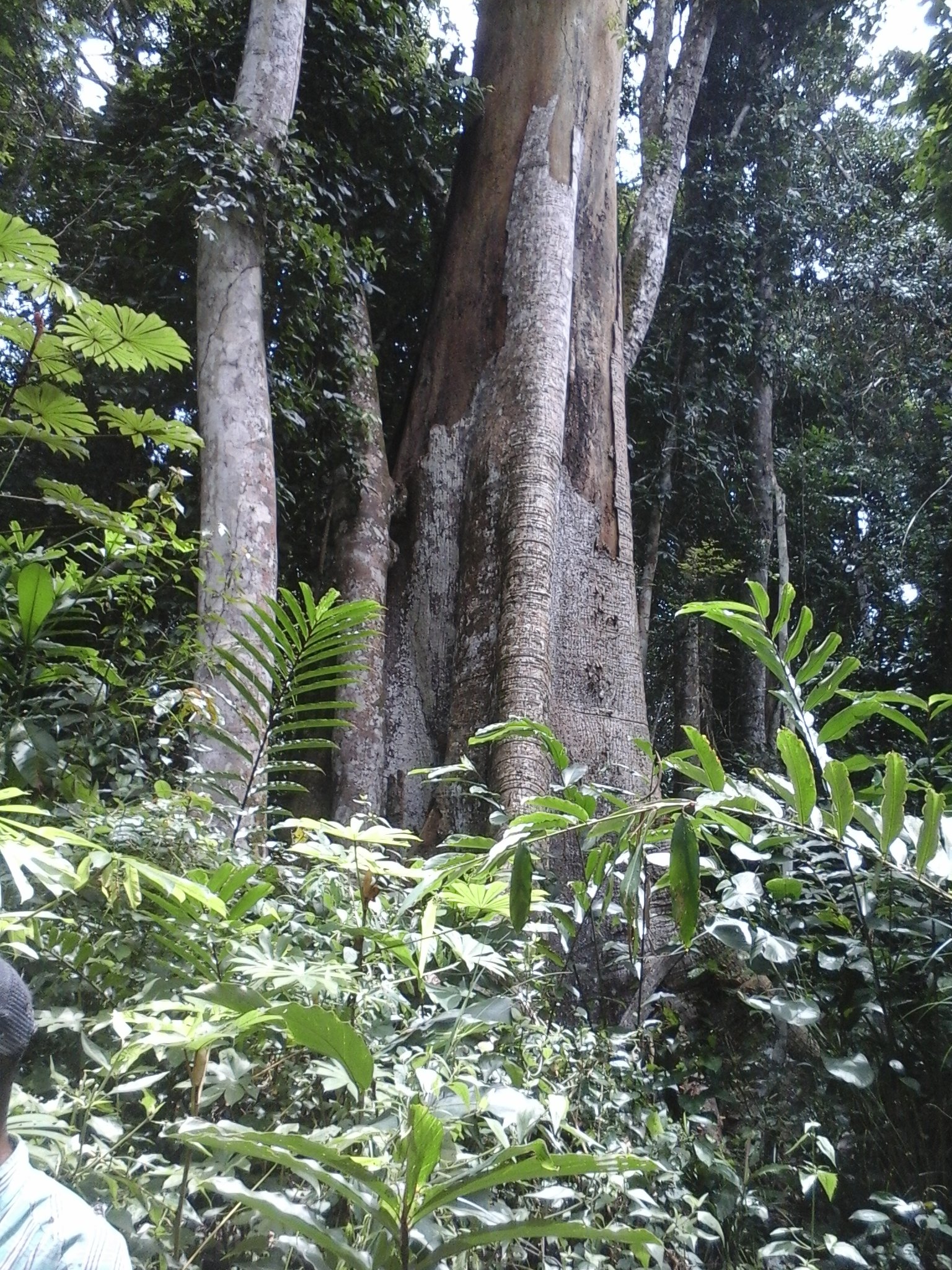 500 hectares de terrain agricole à  louer à Mengang au Cameroun