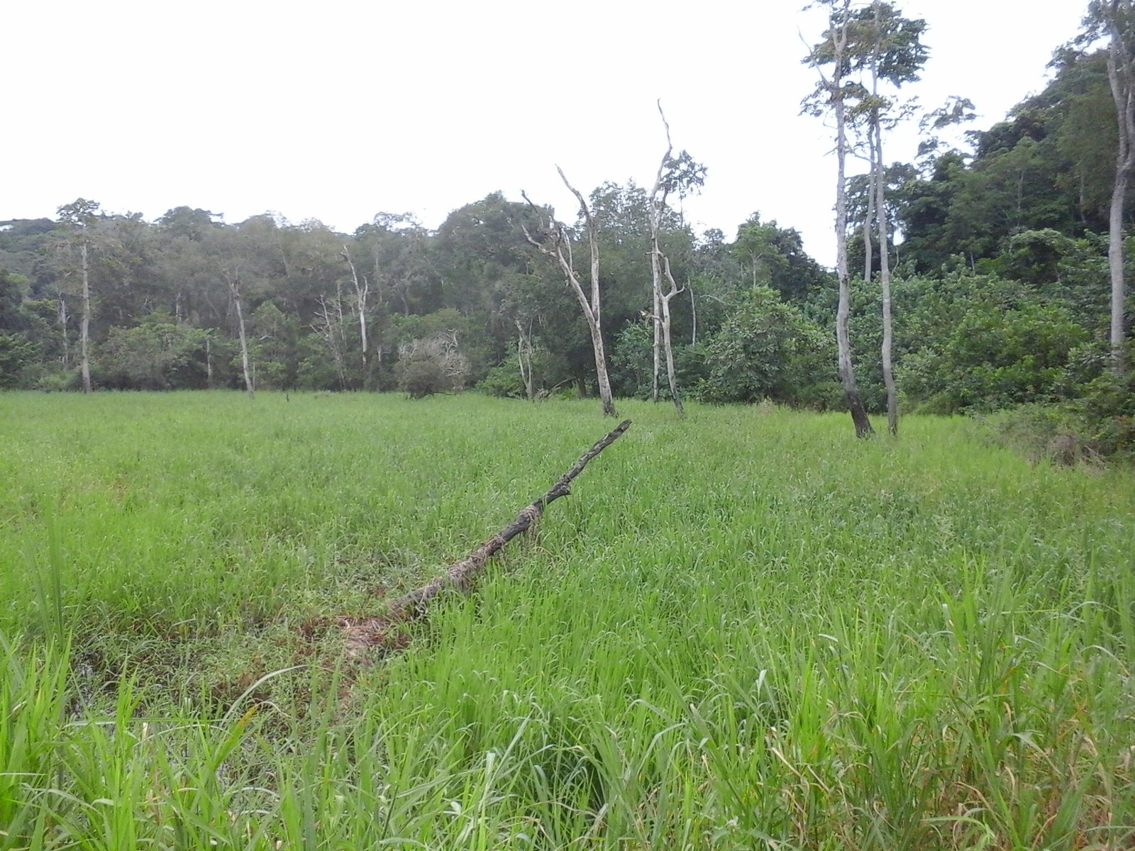 500 hectares de terrain agricole à  louer à Mengang au Cameroun