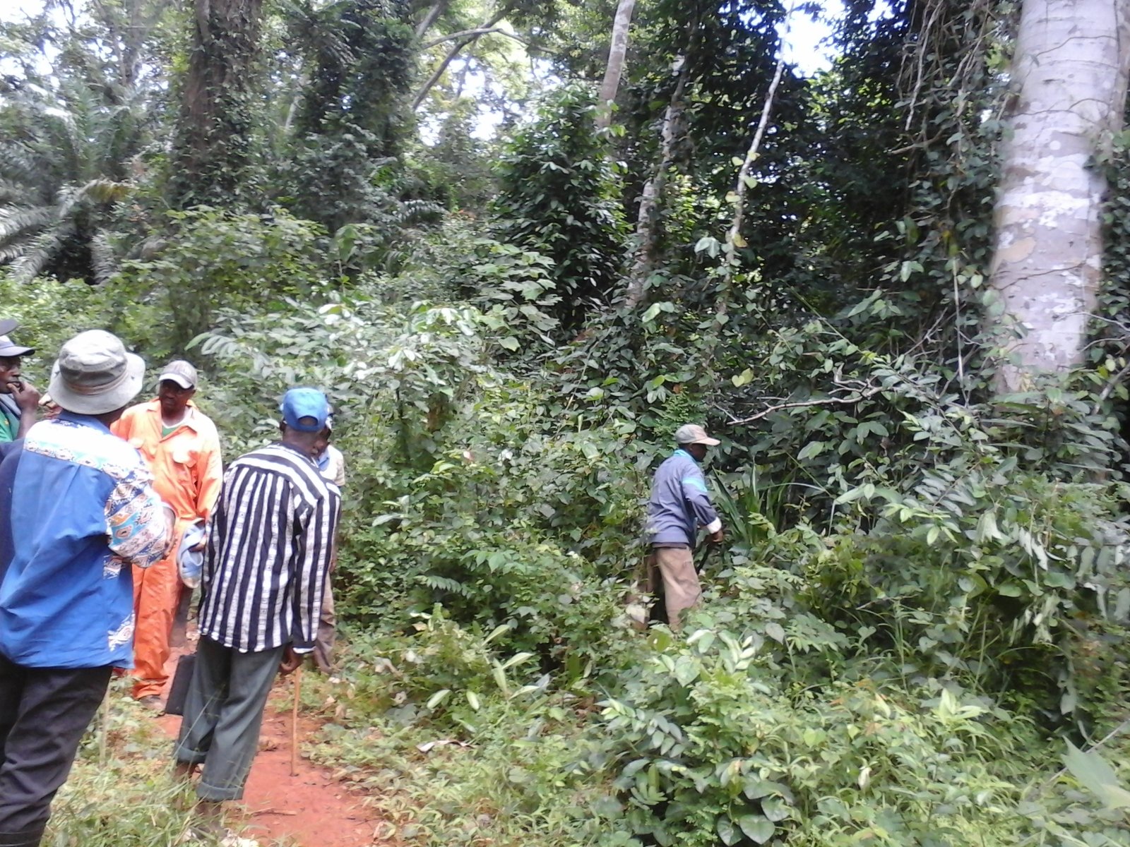 500 hectares de terrain agricole à  louer à Mengang au Cameroun