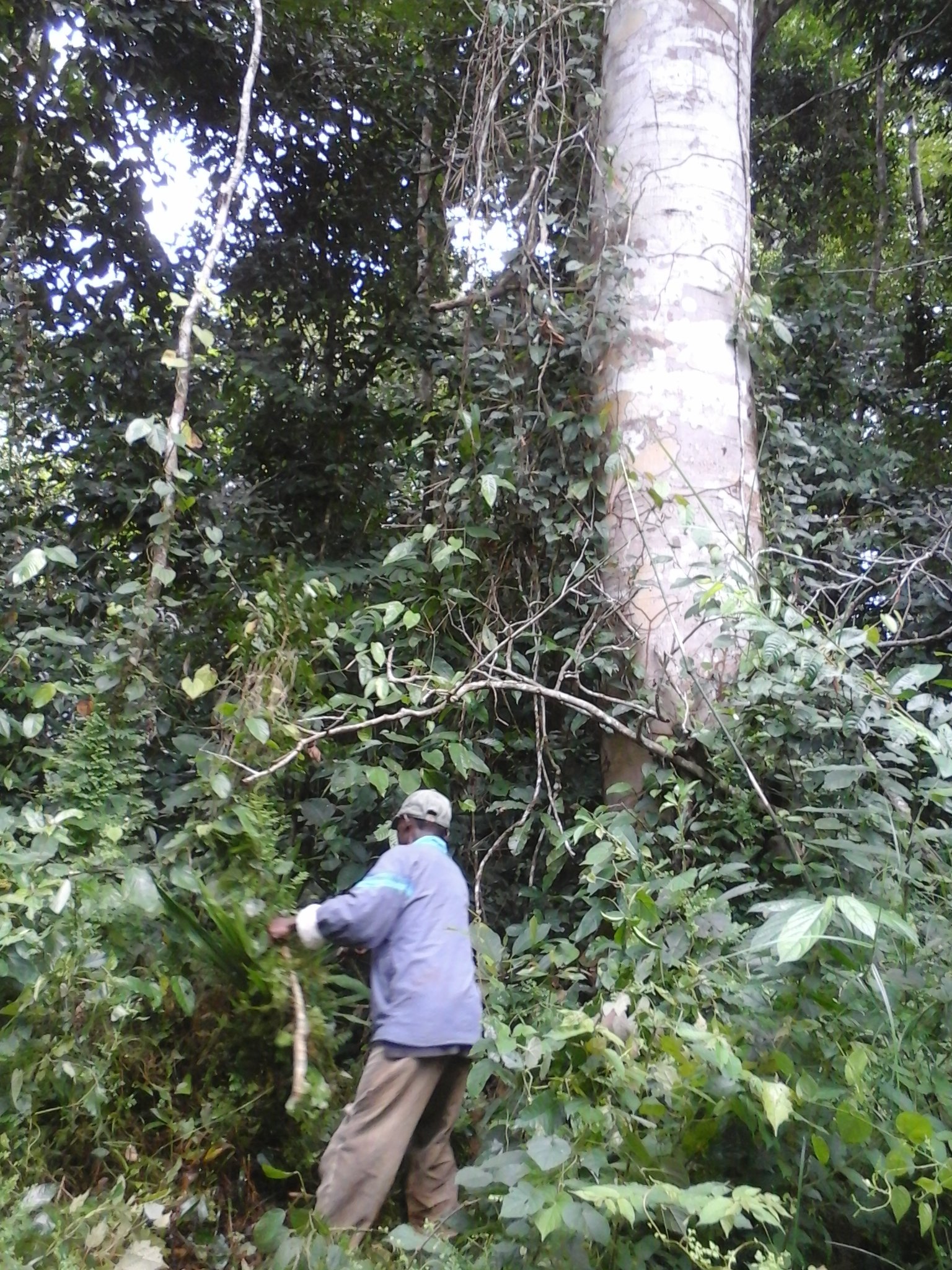500 hectares de terrain agricole à  louer à Mengang au Cameroun