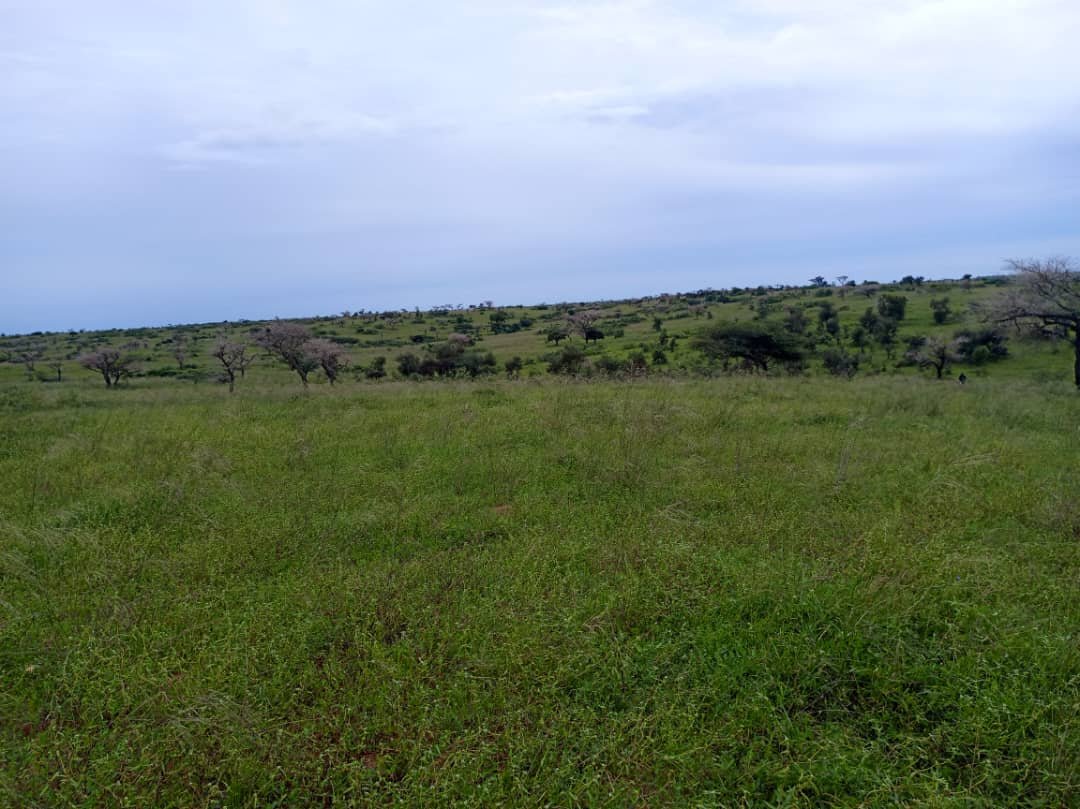 Verger avec forage fonctionnel de 4,05 hectares vers Diogo - Kab Gaye