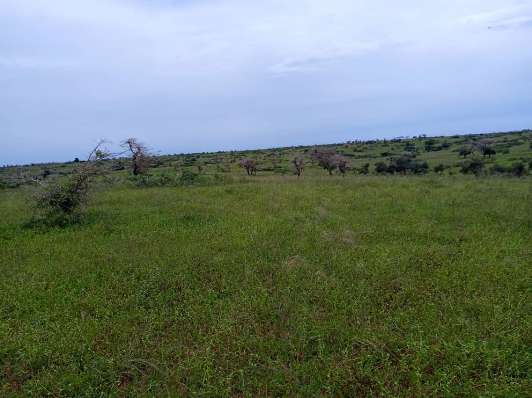 Verger avec forage fonctionnel de 4,05 hectares vers Diogo - Kab Gaye