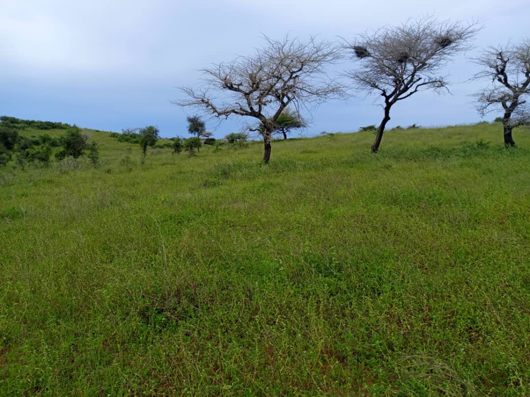 Verger avec forage fonctionnel de 4,05 hectares vers Diogo - Kab Gaye