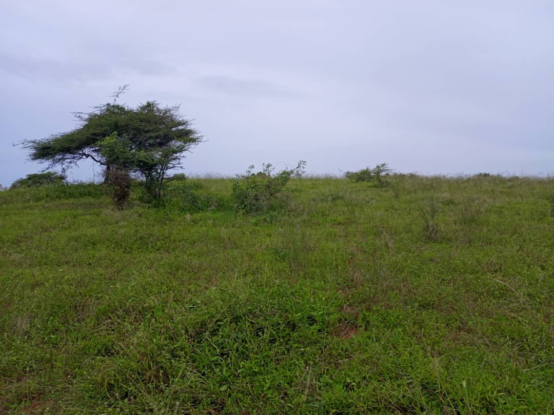 Verger avec forage fonctionnel de 4,05 hectares vers Diogo - Kab Gaye