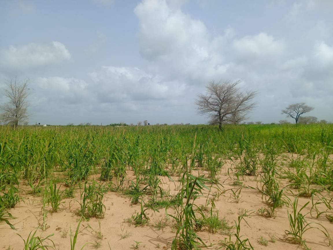Terrain Agricole de 9830 m² vers Malicounda - Sindia