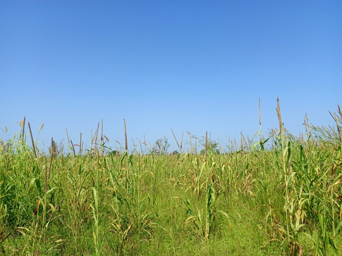 Terrain Agricole de 9830 m² vers Malicounda - Sindia