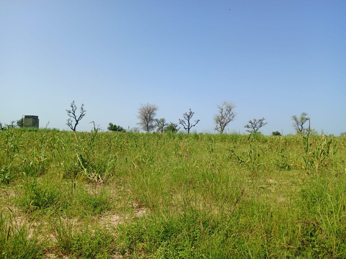 Terrain Agricole de 9830 m² vers Malicounda - Sindia