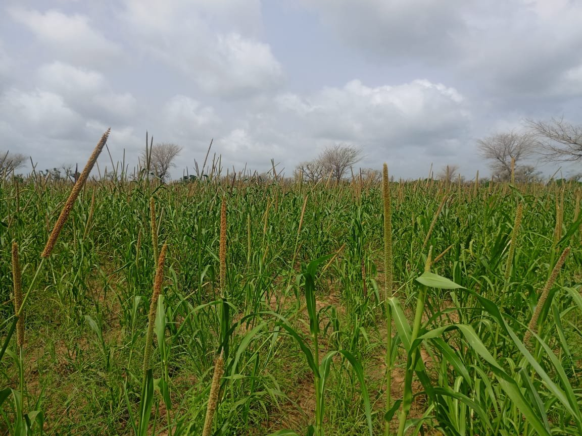 Terrain Agricole de 9830 m² vers Malicounda - Sindia