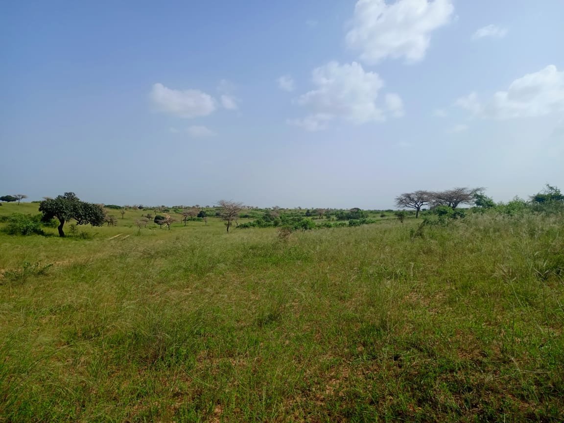 10 hectares de terre agricole à 100 m de la route vers Diogo - Darou Khoudoss