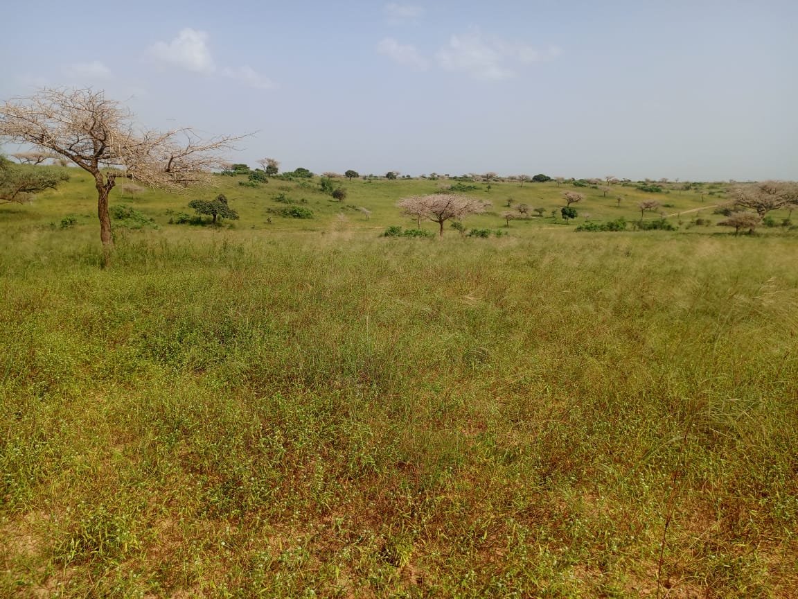 10 hectares de terre agricole à 100 m de la route vers Diogo - Darou Khoudoss