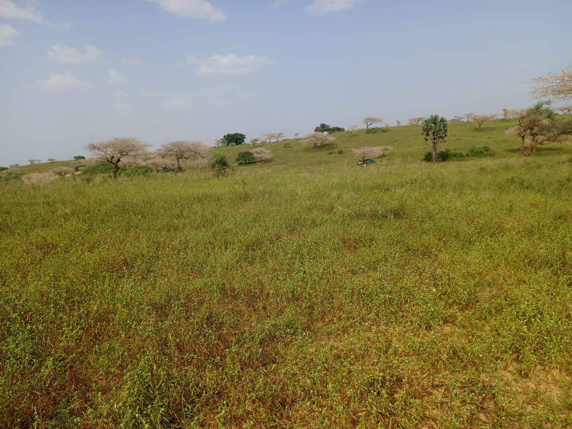 10 hectares de terre agricole à 100 m de la route vers Diogo - Darou Khoudoss