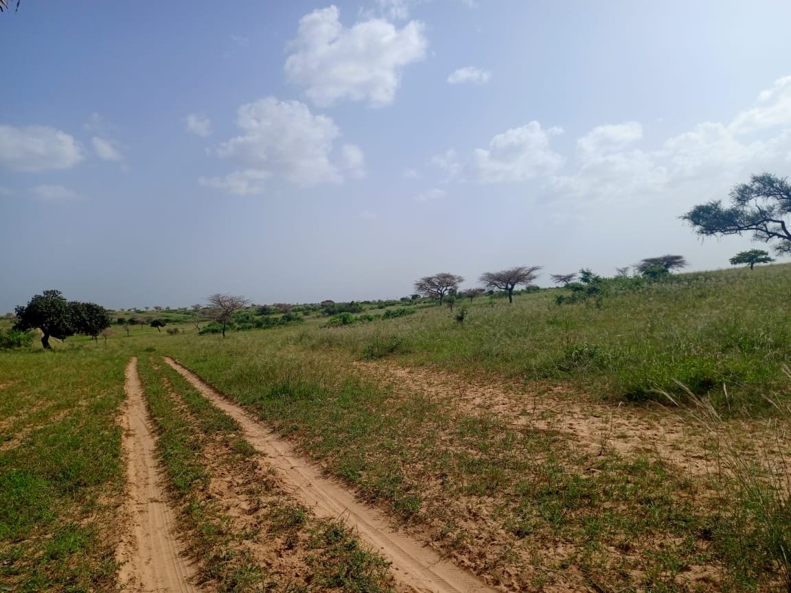 10 hectares de terre agricole à 100 m de la route vers Diogo - Darou Khoudoss