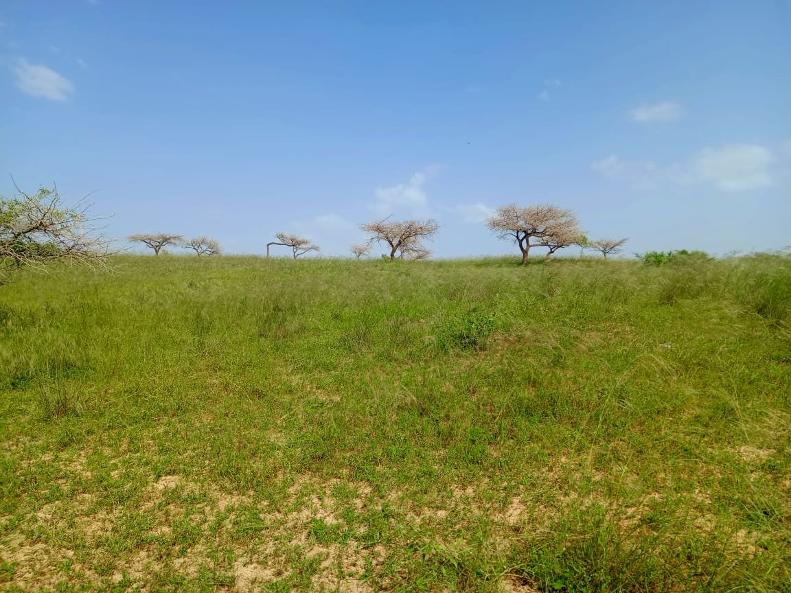 10 hectares de terre agricole à 100 m de la route vers Diogo - Darou Khoudoss