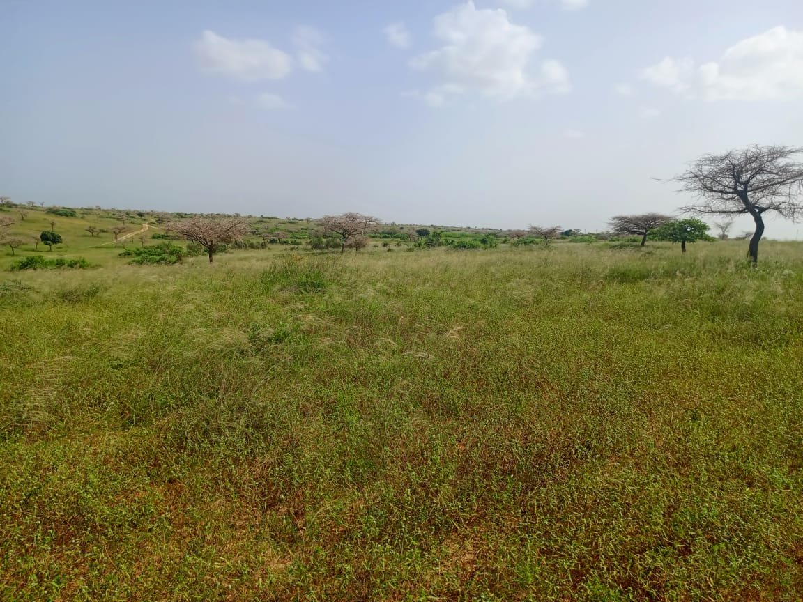 10 hectares de terre agricole à 100 m de la route vers Diogo - Darou Khoudoss