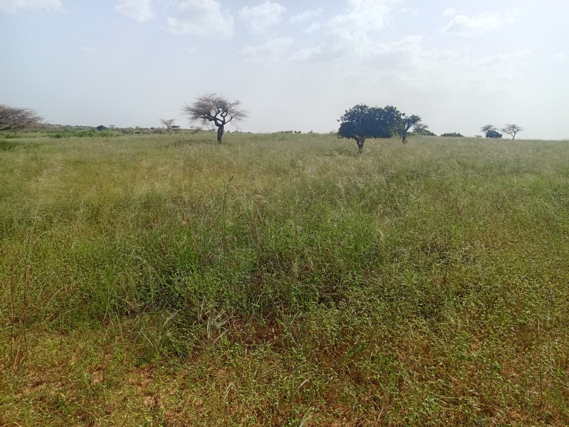 10 hectares de terre agricole à 100 m de la route vers Diogo - Darou Khoudoss