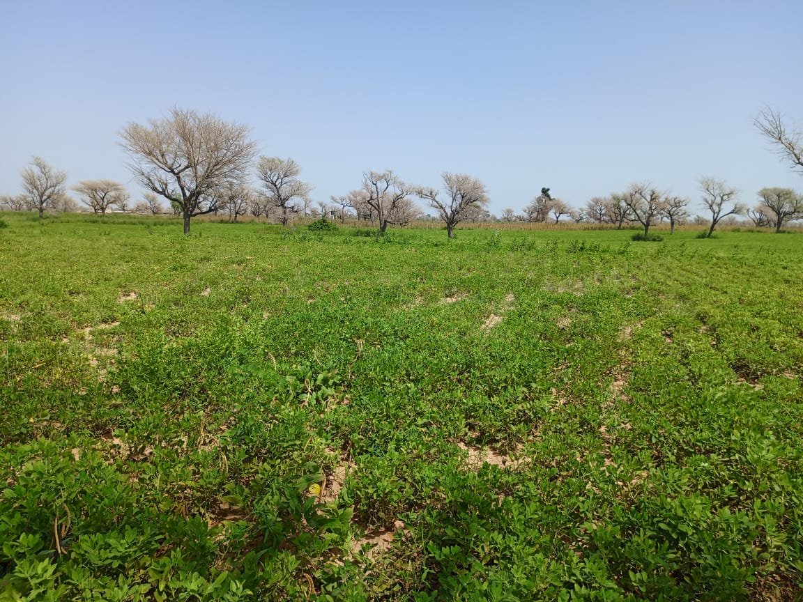 Terrain délibéré de 2 hectares vers Takhoum Wolof - Sindia