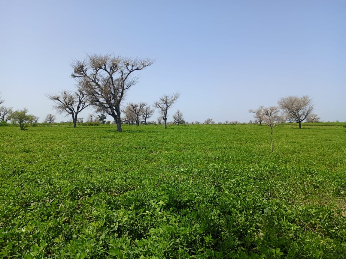 Terrain délibéré de 2 hectares vers Takhoum Wolof - Sindia