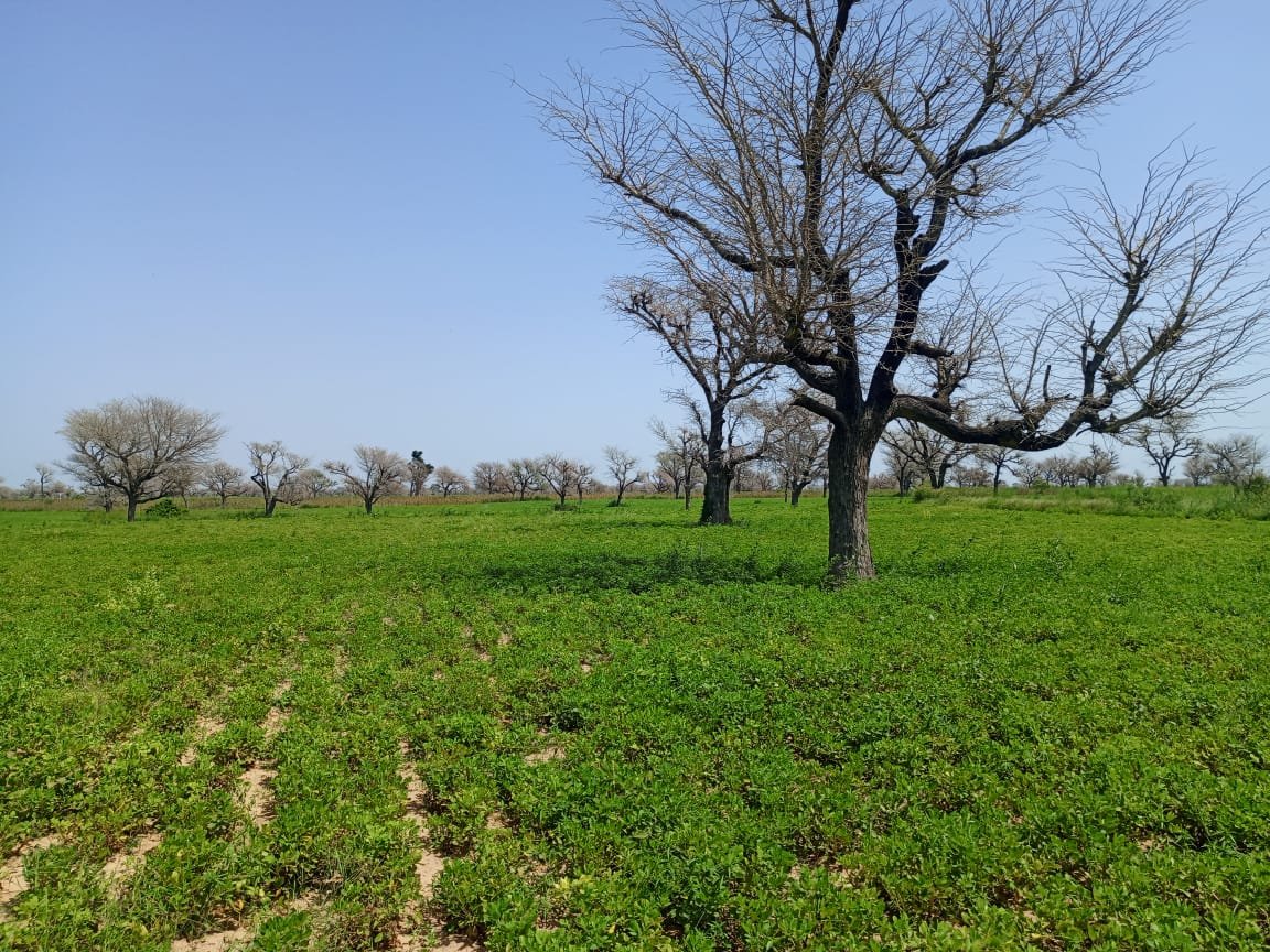 Terrain délibéré de 2 hectares vers Takhoum Wolof - Sindia