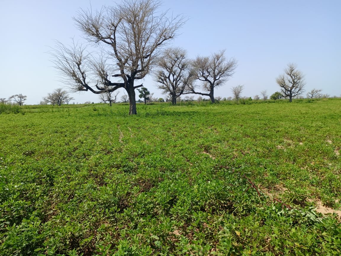 Terrain délibéré de 2 hectares vers Takhoum Wolof - Sindia
