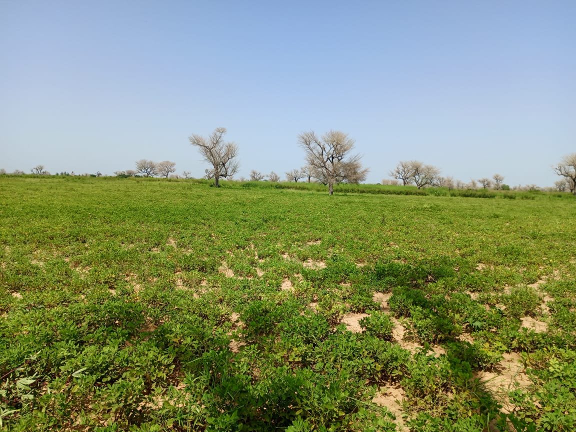 Terrain délibéré de 2 hectares vers Takhoum Wolof - Sindia