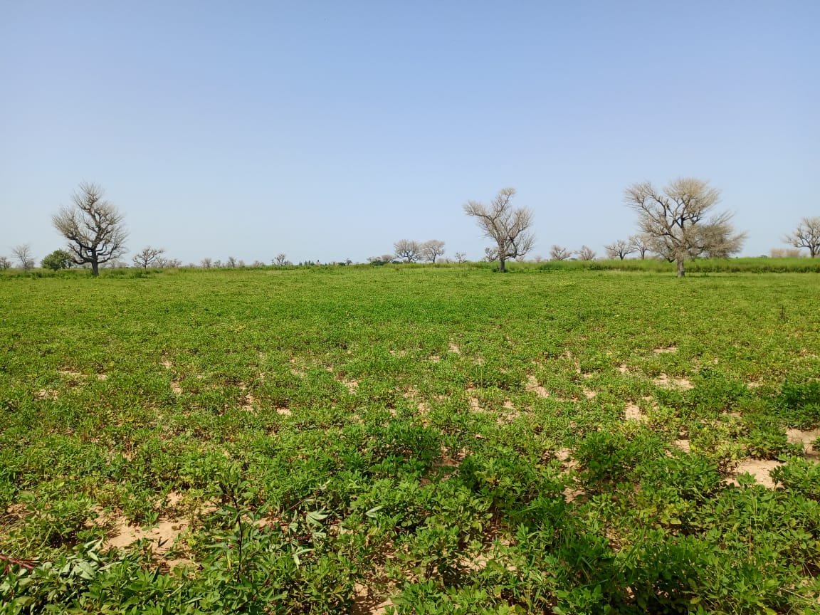 Terrain délibéré de 2 hectares vers Takhoum Wolof - Sindia