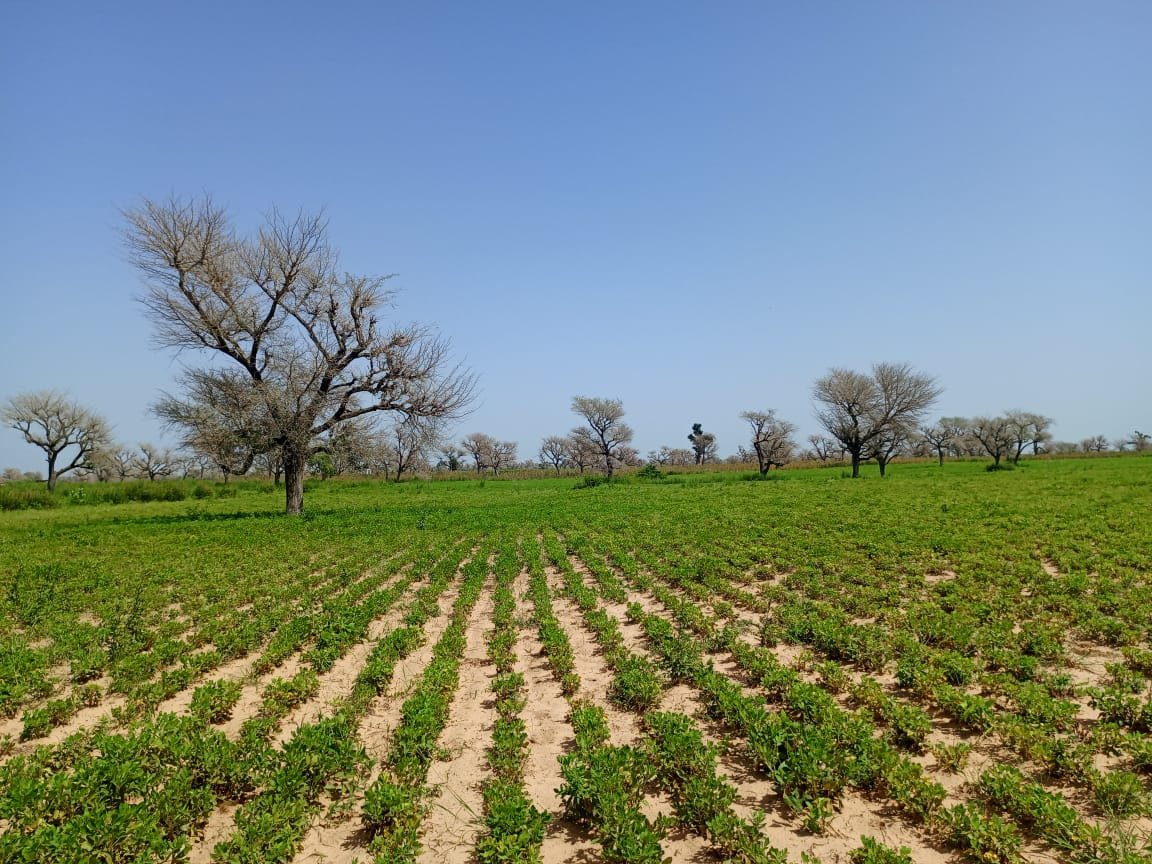 Terrain délibéré de 2 hectares vers Takhoum Wolof - Sindia
