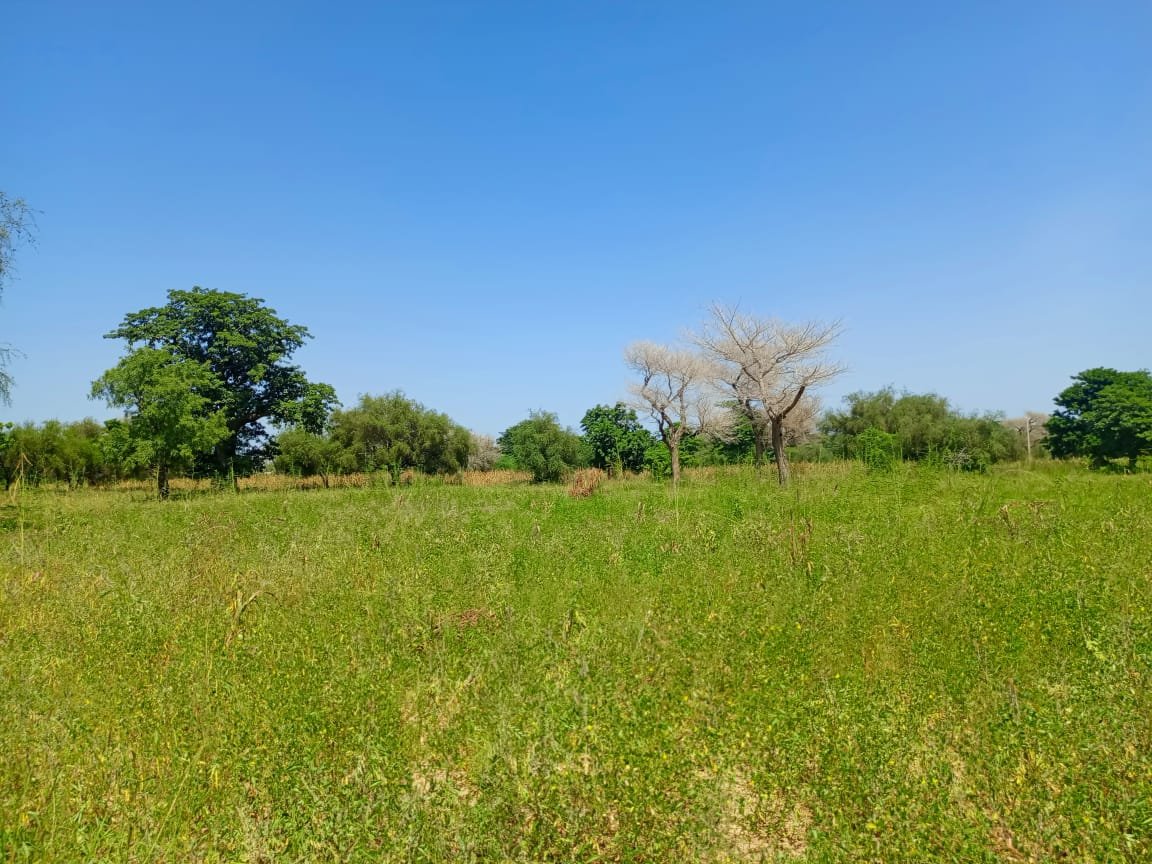 Terrain de 6188 m² en bordure de la route entre Keur Samba Kane - Baba Garage