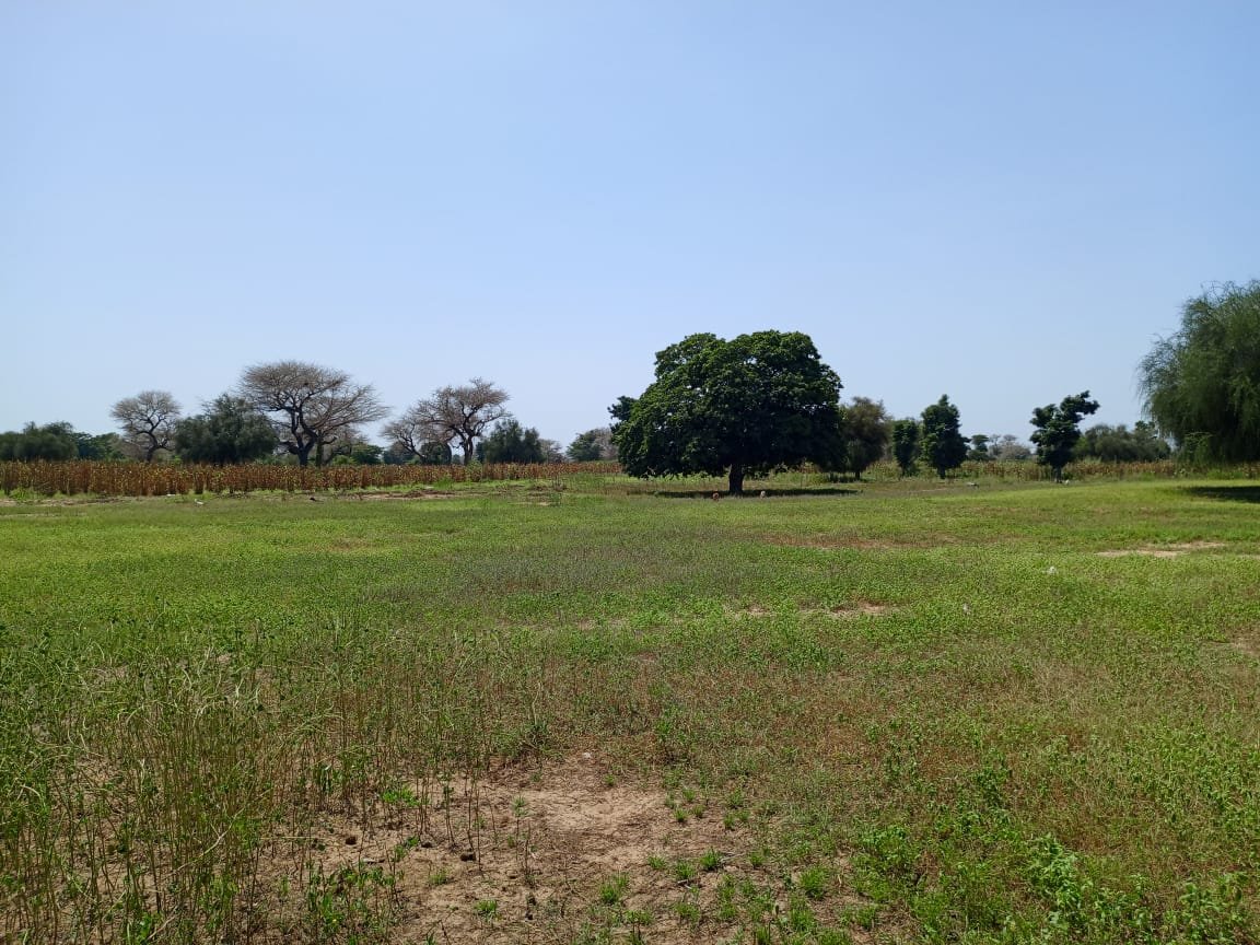 Terrain de 8.091 m² à 400 m de la route vers Keur Samba Kane - Baba Garage