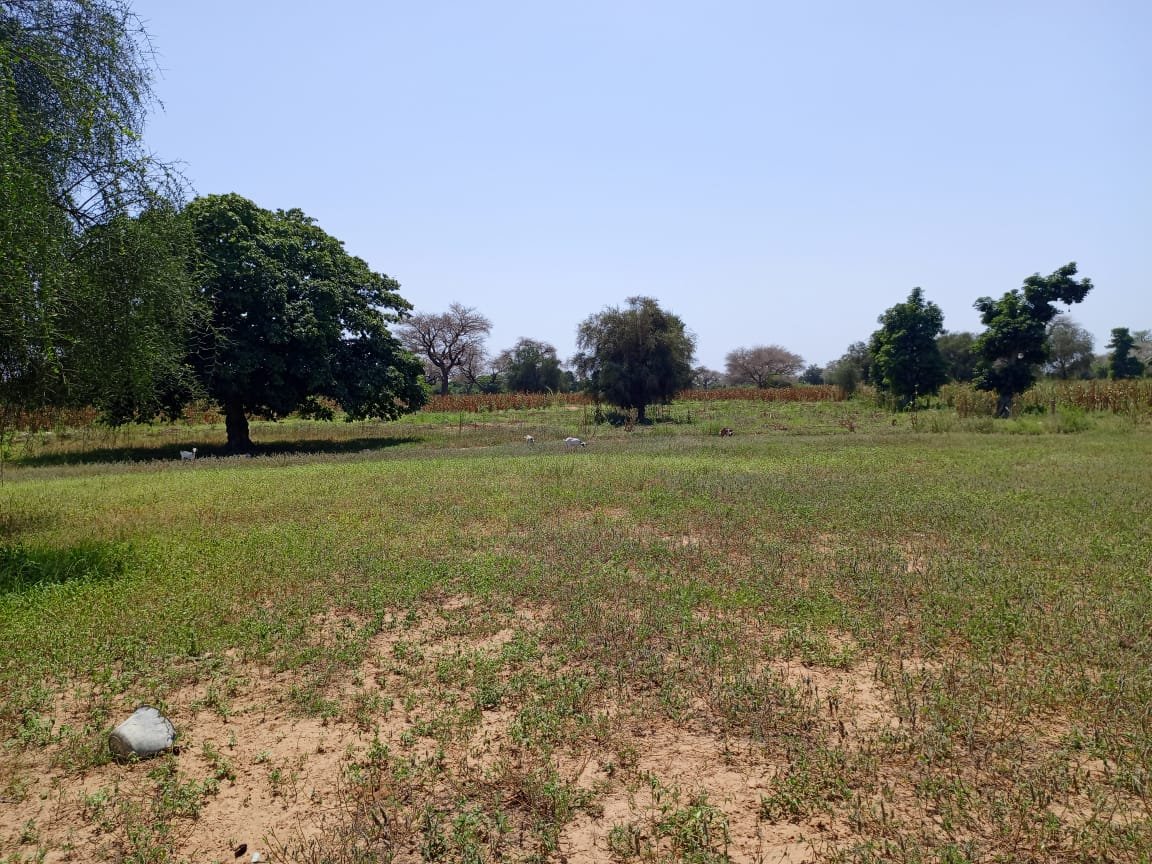Terrain de 8.091 m² à 400 m de la route vers Keur Samba Kane - Baba Garage
