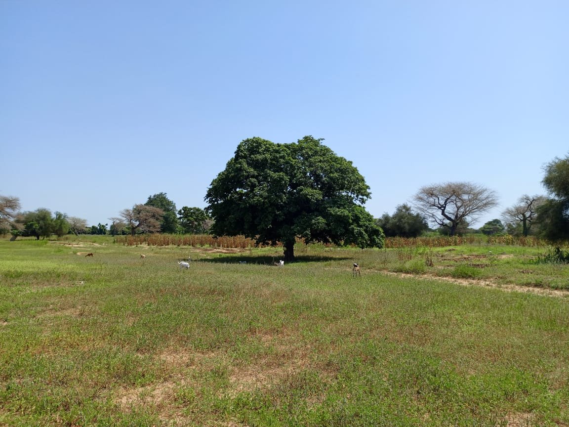 Terrain de 8.091 m² à 400 m de la route vers Keur Samba Kane - Baba Garage