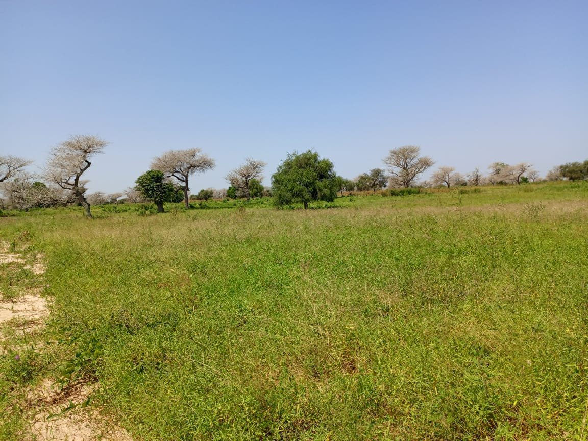 4,87 hectares de terre agricole vers Keur Samba Kane - Baba Garrage