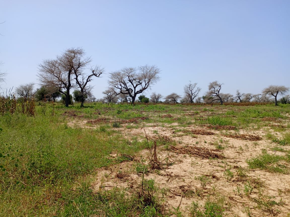4,87 hectares de terre agricole vers Keur Samba Kane - Baba Garrage