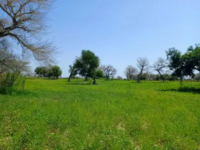 4,87 hectares de terre agricole vers Keur Samba Kane - Baba Garrage