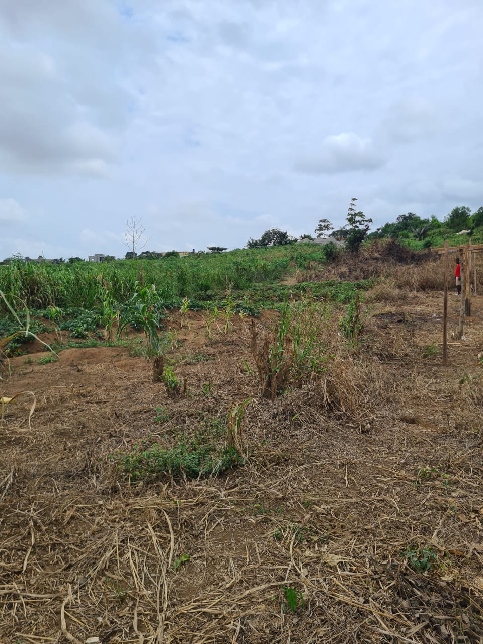 VENTE TERRAIN A SONGON GRAVIER