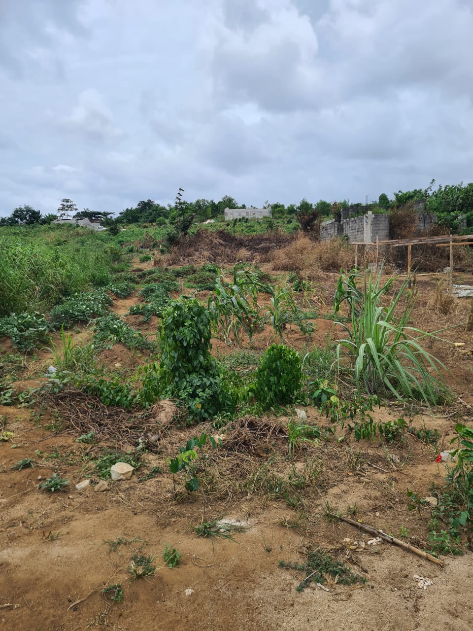 VENTE TERRAIN A SONGON GRAVIER