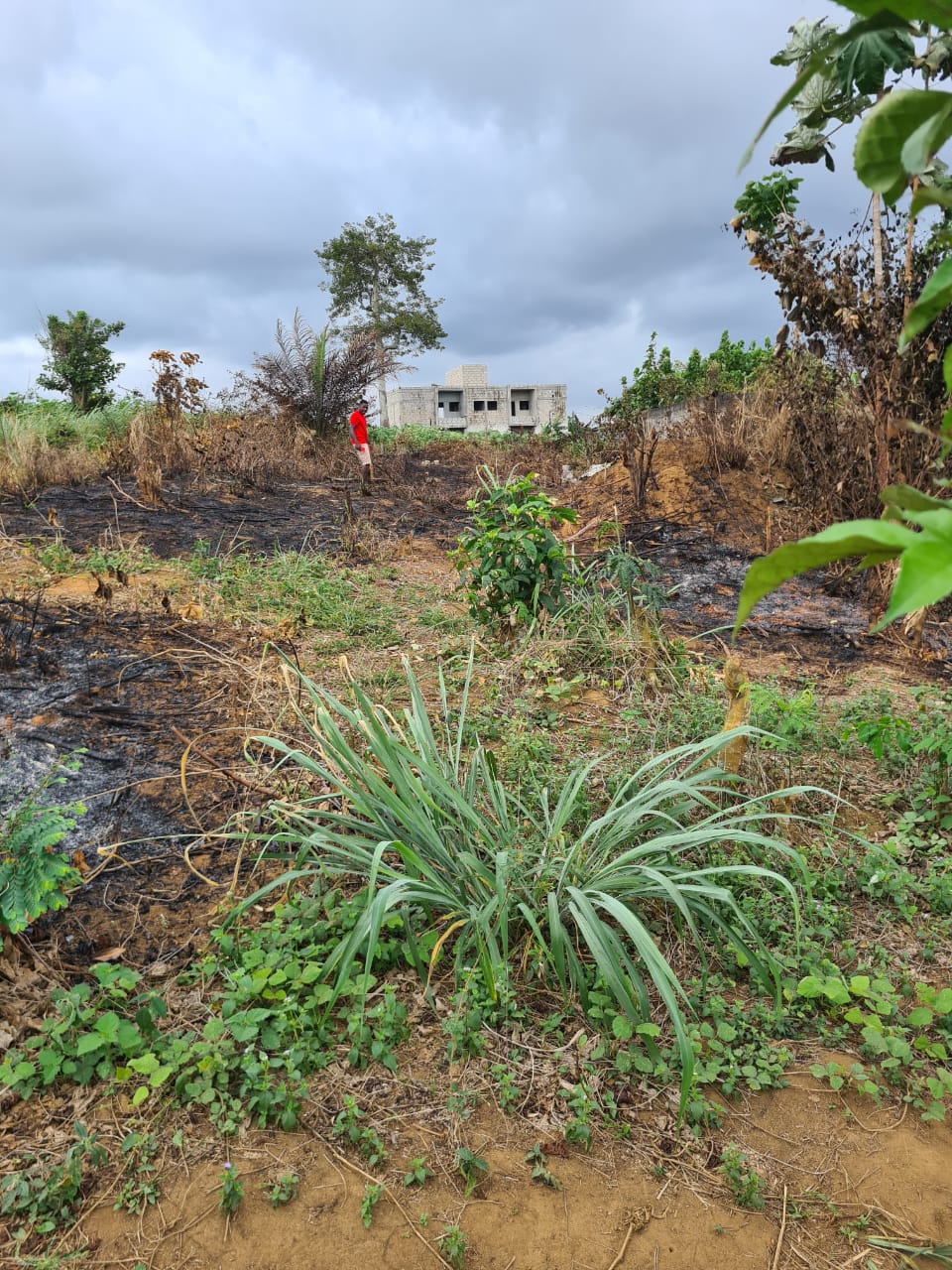 VENTE TERRAIN A SONGON GRAVIER